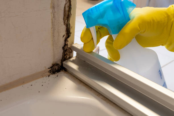 Best Attic Mold Remediation in Payne, OH